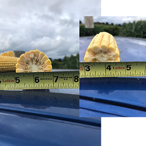 comparison of corn cobs
