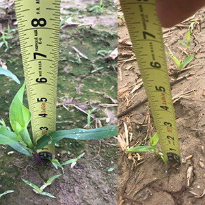 comparison measurements of plants in field