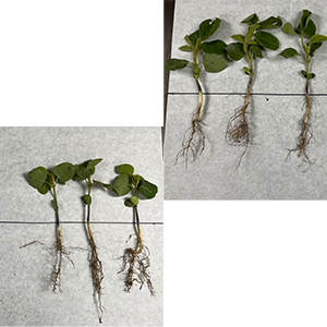 comparison of bean plants