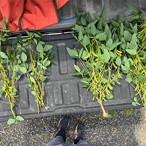 bean plants on truck bed