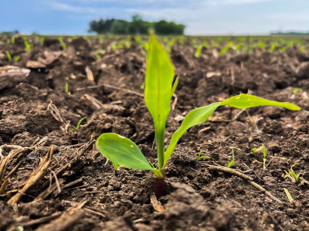 close up of corn seedling in field