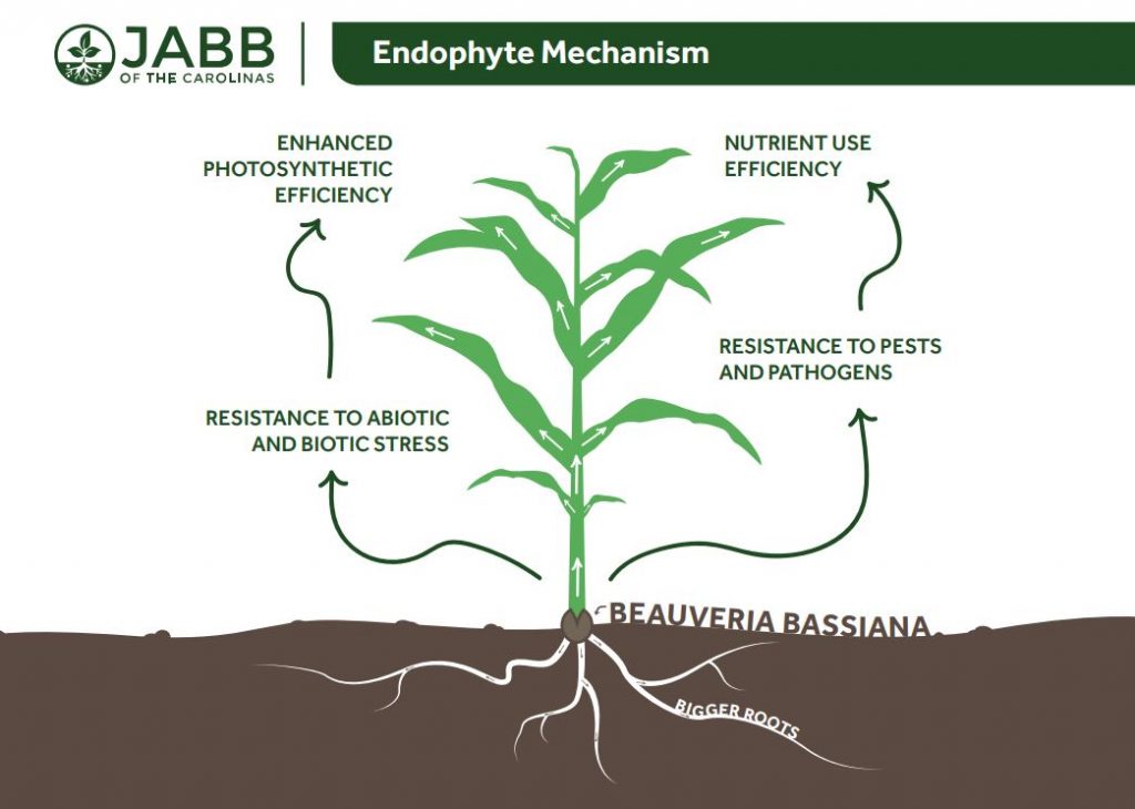 endophyte illustration