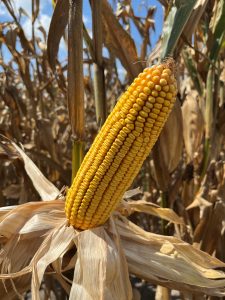 head of corn in field